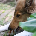 honden foto Voor de eerste keer lekker een gedroogd kippenpootje. Het was flink kauwen, maar het viel goed in de smaak @ 16 weken