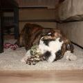 honden foto Onze ondeugende puppy