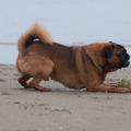 honden foto Mine... All mine
