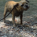 honden foto Italië