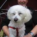 honden foto 