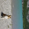 honden foto 