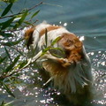 honden foto 