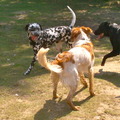 honden foto 