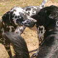 honden foto 