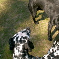 honden foto 