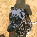 honden foto 