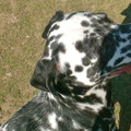 honden foto 
