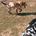 honden foto 