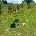 honden foto 