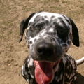 honden foto 