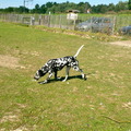 honden foto 