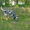 honden foto 