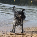 honden foto Bussloo