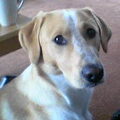 honden foto wat een koppie he