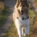 honden foto Rennen in de avond zon @ 20 weken