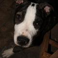 honden foto Zo is ons pitbulleke nu ongever, nog niet zo heel lang gelede getrokke. 