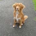 honden foto finne is geboren op 22 juli 2011
en ik ben nova scotia duck tolling retriever .