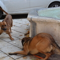 honden foto Kaya maakt altijd leuk contact met straat hondjes, zo ook met deze schat..
