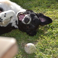 honden foto 