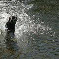 honden foto Luna speelt graag in het plas met haar bal.