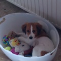 honden foto 
