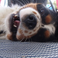 honden foto 