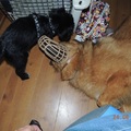 honden foto De eerst dag hebben we Rudy met Muilkorf laten spelen omdat hij niet met vreemde honden kan.