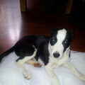 honden foto Hallo ik ben Chika (Border Collie)van 9 weken.
Sinds gisteravond ben ik geplaats in Nijverdal.


