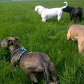 honden foto 