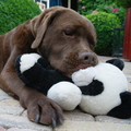 honden foto kusje...