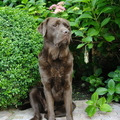 honden foto mooi zitten