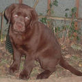 honden foto 