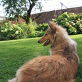 honden foto Hier heb ik als vrouwtje dan uitzicht op @ 21 weken