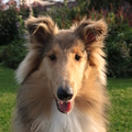 honden foto Genieten van de avondzon @ 25 weken