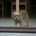 honden foto 