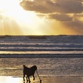 honden foto Strand met Skip