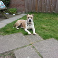 honden foto Hallo, ik ben Chelsey.