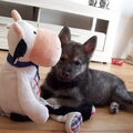 honden foto 