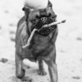 honden foto 