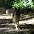 honden foto 