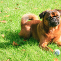 honden foto 