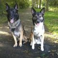 honden foto  Mika met haar vriendje Rocky. Ze zijn gek op elkaar. 15-10-2012
