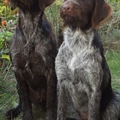 honden foto 