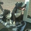 honden foto opa en een pup van syress