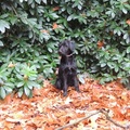 honden foto op de foto in het bos