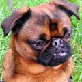 honden foto 