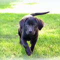 honden foto Voor de eerste keer bij ons in tuin! en lol dat ze had..
