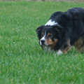 honden foto boris prachtige reu van ils geerts