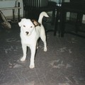 honden foto Boomer ongeveer 5/6 maand oud